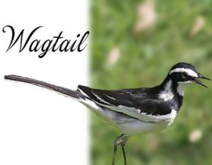 Wagtail